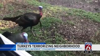 Turkeys terrorizing Central Florida neighborhood