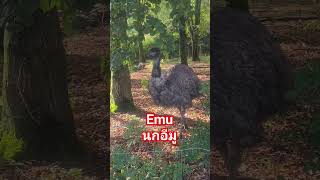 #Emu#นกอีมู#ตกใจอีมูเดินเข้าหา