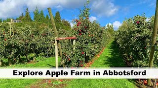 Explore Apple Farm in Abbotsford | British Columbia, Canada