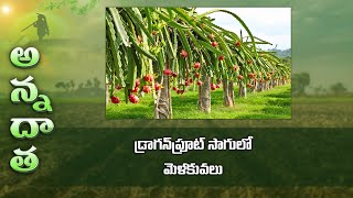 Dragon fruit farming tips | డ్రాగన్‌ఫ్రూట్‌ సాగులో మెళకువలు | ETV