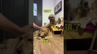 小狗中控，看宝一秒生气 #狗狗的心思都写在脸上了 #神奇动物 #pets #goldenretriever #萌宠