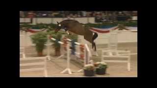 QUVEE PRESTIGE: Holstein jumping stallion by Quidam de Revel, www.equine-evolution.com