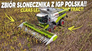 Zbiór Słonecznika z IGp Polska🔥🌻 Claas Lexion 8700🔥