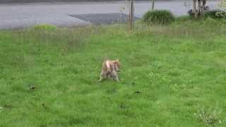 柴犬子犬　（閲覧注意）芝生で連続ウンコ