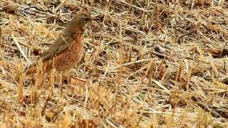 ムビる08649 ハチジョウツグミ hachijoutsugumi