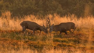 Bieszczadzkie rykowisko - walka jeleni | Red Deer rut fight