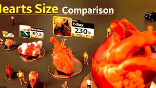 Heart Size Comparison | Animal size | Monster Heart Size @gkbdata