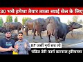 30 भसै सेल के लिए 24 घन्टे तैयार ताजा ब्याई ‌Pandit Dairy Farm Karnal.