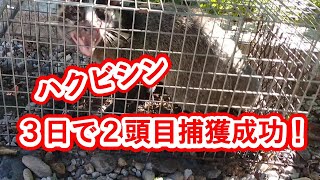 ハクビシン３日で２頭捕獲成功！