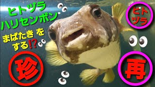 ヒトヅラハリセンボン がまばたきをする⁉️