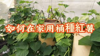 如何在家裡用桶種紅薯How to grow sweet potatoes in buckets at home#种菜 #园艺 #gardentips #菜摘 #花园