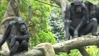 May 2017 Zoorasia Yokohama zoo chimps #2