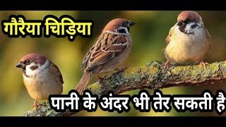 कहा गई गौरैया चिड़िया जाने उससे जुड़ी मजेदार बातें || Sparrow Facts in Hindi