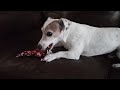 clark playing and growling with his rope