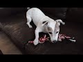 clark playing and growling with his rope