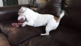 Clark playing and growling with his rope