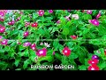 വമ്പൻ വിലക്കുറവിൽ വിങ്ക adenium sale gardening plants plantcare flowers pottingmix garden