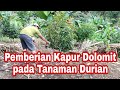 Pemberian Kapur Dolomit pada Tanaman Durian