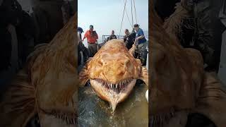 Fishermen Stunned by Rare, Mysterious Sea Monster Caught on Camera!