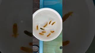 小澤らんちゅう種用当歳魚10匹Ｂ