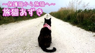 11日目②　京丹波　車中泊の旅・日本列島縦断・ラストラン　北海道にたどり着けるのか？　～保護猫から旅猫へ～　ライブ・cat live