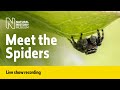 Meet the Spiders | Live Talk with NHM Scientist