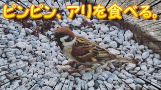 ピンピン、アリを食べる。何故か懐いた不思議なスズメ#10 雀 かわいい なつく Cute sparrow eating ants. 蟻を食べるすずめ