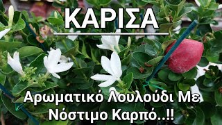 ΚΑΡΙΣΑ - Αρωματικό Λουλούδι Με Νόστιμο Καρπό | Συμβουλές Για Την Φροντίδα Της Καρίσα.