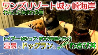 【ペットと泊まれる宿ワンズリゾート 城ヶ崎海岸】愛犬3頭と行く！かどやのわさび丼とドッグラン♪温泉付き伊豆旅行