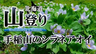 【北海道山登り】第13回手稲山のシラネアオイ2021.6.6