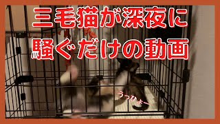 【迎え入れ二日目深夜の保護猫】子猫の大運動会　勃発 / 2nd night of my calico kittens