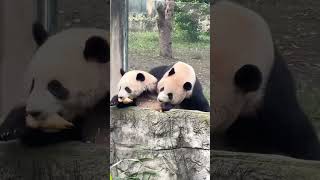 小五：我到底是不是亲生的？😅【Panda：♀莽仔Mang Zai、♂灿灿Can Can】重庆动物园#大熊猫 #cute #panda #shorts