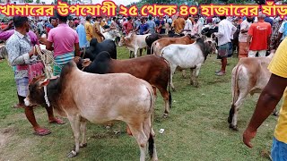 খামারের জন্য সবচেয়ে উপযোগী ২৫ হাজার থেকে ৩৫ হাজারের মাঝারি সাইজের ষাঁড় গরুর দাম || আমবাড়ী হাট