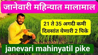 जानेवारी मध्ये 21 ते 35 दिवसांत येणारी 2 पीक | janevari mahinyatil pike | जानेवारी पिके | January