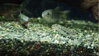 砂から出てくるシマドジョウ- Japanese Spined loach to come out of the sand -