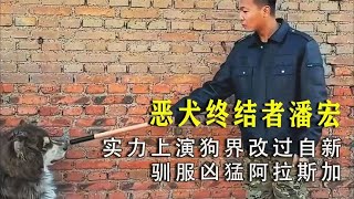 恶犬终结者潘宏：实力上演KK狗界改过自新，驯服凶猛的阿拉斯加！