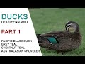 Ducks of Queensland. A guide to the Ducks of Queensland. Tim Siggs. Australian Bird Media.