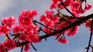 〖漫湖公園の桜〗     Okinawa Man Lake Park - Sakura