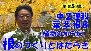 【中２理科　生物】葉・茎・根８　「根のつくりとはたらき」