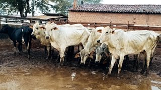 FEIRA DE GADO EM CARUARU-PE DIA 28/01/2025