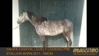 Califa CXXXVIII, lovely looking PRE stallion born 2011