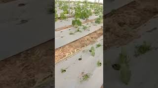 Protective#   Cultivation # Seedless Cucumber..Organic  Farming