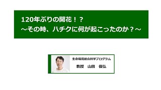 120年ぶりの開花？！ ～その時、ハチクに何が起こったのか？～