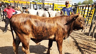 FEIRA DO GADO NO BOLA EM PANELAS-PE   24-11-2024 #nordeste