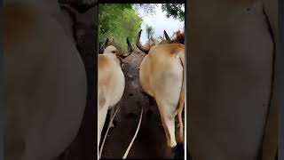 🔥તમે ખાલી આની હાલ જોવો 🔥  👑😍🐂     #trending #trendingshorts #dhora #ox_lover