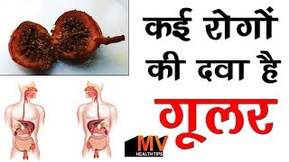 गूलर के चमत्कारी फायदे, उड़न छू होगी कमजोरी | gular ke fal ke fayde | health benefits of gular hindi