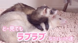 【フェレット姉弟】多頭飼いっていいな〜と思うこの感じ【Good couple】ferret#205