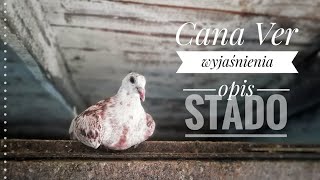 Proszę obejrzyj- Cana Ver end - wyjaśnienia - stado