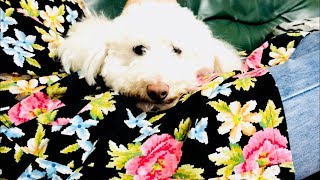 トイプードル まさおの着替え♪  まさおちゃんねる  犬いぬのペット動画