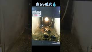 #イシガメ #ニホンイシガメ #カメ飼育 #カメ#爬虫類 #ゼニガメ #イシガメ販売　#悲しい動画